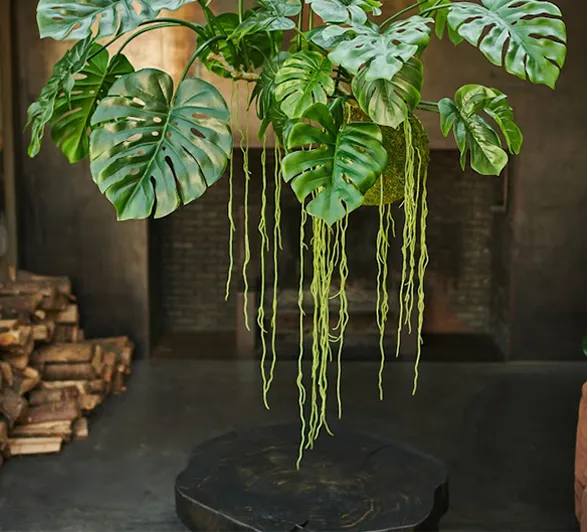 A stunning hanging silk plant from the esteemed brand Silk-ka, showcasing an elegant and natural design. The large, intricately cut leaves, with a surprisingly realistic texture, cascade gracefully into the space, creating a captivating visual effect. The long stems add vertical dimension, enhancing the presence of this decorative piece. Perfect for adding a touch of sophisticated and enduring greenery to any interior.