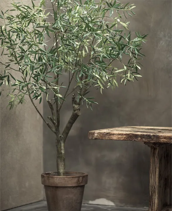 Exquisite Silk-ka artificial olive tree, set in a weathered terracotta pot. Its silver-green foliage, dense and intricately detailed, perfectly captures the essence of a natural olive tree. The tree stands elegantly against a textured grey wall, creating a striking contrast. Beside it, a raw wooden side table adds a rustic touch to this refined composition. The entire scene evokes a serene and timeless Mediterranean ambiance, showcasing Silk-ka's commitment to high-quality, lifelike artificial plants.