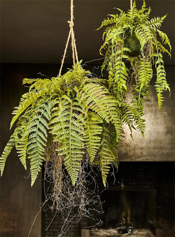 This image showcases two beautiful hanging ferns made of high-quality silk by the renowned brand Silk-ka. The delicate and realistic details of these silk plants create a natural and sophisticated atmosphere, adding a touch of elegance to any interior.
