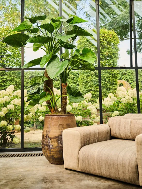 An elegant indoor arrangement from the renowned brand Silk-ka featuring a silk plant of exceptional quality. The large, beautifully detailed green leaves are set in a rustic pot that adds a touch of natural charm to the ensemble. The remarkably realistic plant provides a soothing and luxurious ambiance, perfect for enhancing any living space with a touch of timeless greenery.