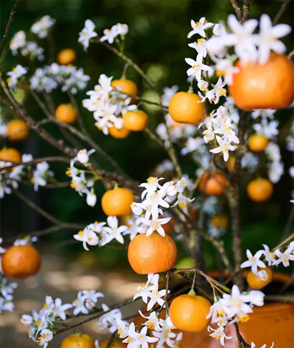 Silk-ka's summer collection artificial orange tree, brimming with life. Delicate branches adorned with strikingly realistic white silk blossoms, interspersed with vibrant orange fruits. A masterpiece of detail and color, capturing the beauty and freshness of a blossoming orchard.