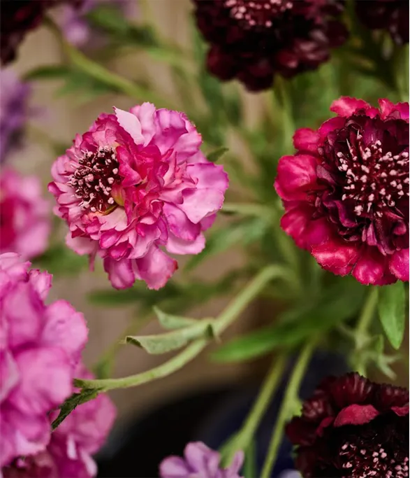 An exquisite bouquet unfolds, blending silk scabiosas from the renowned brand Silk-ka in deep burgundy and fuchsia hues. Their delicate petals, of striking realism, gracefully capture the light, creating a living tableau of sumptuous textures and colors.