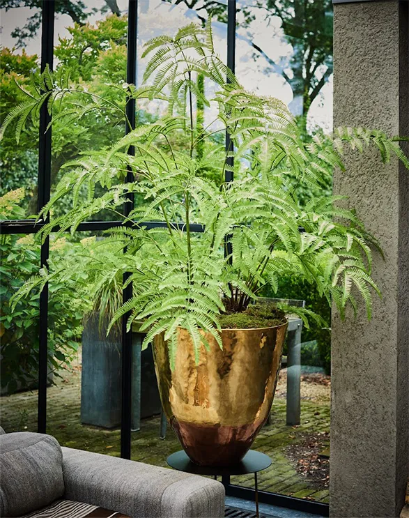 Silk-ka artificial fern, a masterpiece of lush greenery. Its delicate, finely detailed fronds gracefully unfurl from a gold pot with copper undertones. Placed before a large window, it blends seamlessly with the outdoor landscape, creating a fluid transition between interior and nature. This Silk-ka creation combines exceptional realism with timeless elegance, bringing a touch of effortless botanical freshness to a contemporary interior.