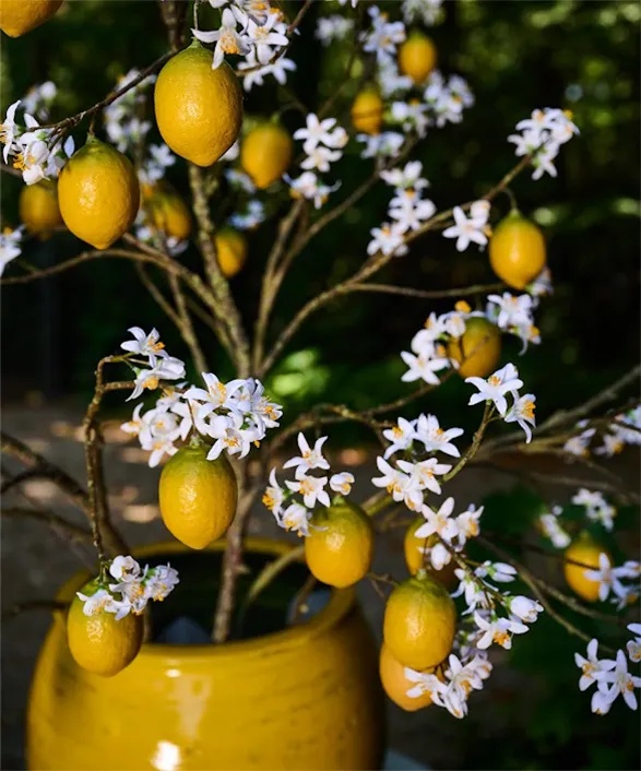 Silk-ka artificial lemon tree, a gem from the summer collection. In a vibrant yellow pot, graceful branches display lush foliage interspersed with delicate white silk flowers and strikingly realistic bright yellow lemons. Every detail, from the texture of the fruits to the delicacy of the petals, attests to Silk-ka's exquisite craftsmanship. A centerpiece that captures the essence of a blooming Mediterranean orchard, bringing a touch of eternal summer freshness to any interior.