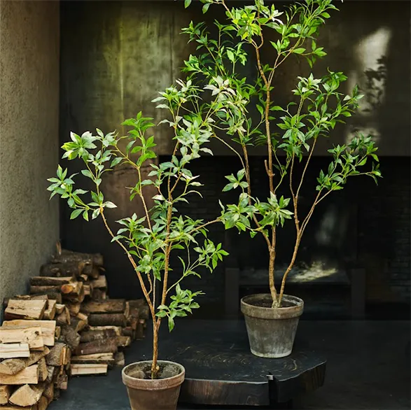 This image showcases two elegant silk plants from the renowned brand Silk-ka. The lifelike quality of these artificial trees is remarkable, with intricate detailing in the leaves and branches that perfectly mimic nature. Positioned on dark, stylish surfaces, these plants add a touch of sophistication to any space. The background, with stacked firewood and a minimalistic design, further enhances the timeless beauty of these high-quality silk plants, making them a perfect addition to a refined interior.