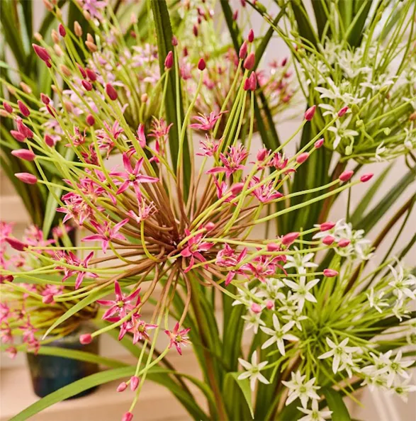 This image features an elegant and vibrant arrangement of giant garlic flowers, crafted from high-quality silk by the Silk-ka brand's summer collection. The intricate design and delicate colors of pink, white, and green are beautifully captured, highlighting the realism and meticulous attention to detail that Silk-ka is known for. The arrangement exudes a natural grace, making it a perfect addition to any sophisticated interior.