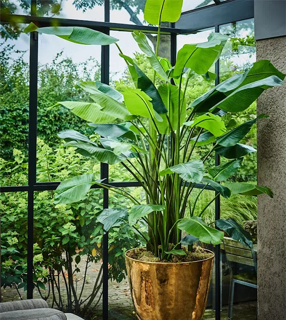 Here is a stunning Strelitzia nicolai silk plant of high quality, crafted by the prestigious brand Silk-ka. Placed in an elegant golden pot, this tropical plant adds a touch of exoticism and refinement to your interior. Its realistic design and meticulous details showcase Silk-ka's craftsmanship, creating a natural and soothing atmosphere.