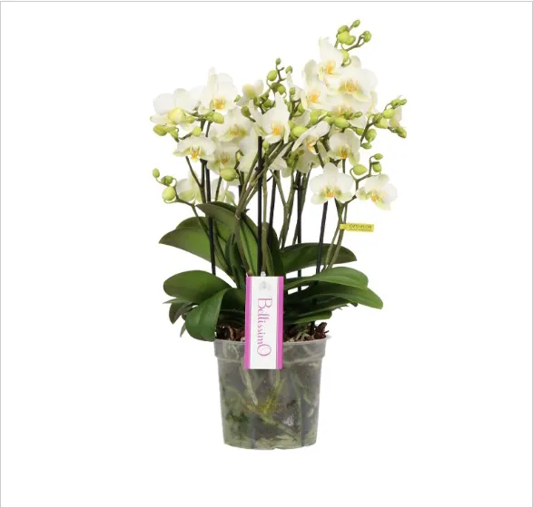Luxuriant Phalaenopsis orchid from Opti-flor's Bellisimo 'Bella' collection. Multiple graceful stems adorned with a profusion of delicate white blooms, their centers touched with soft yellow. Lush green leaves and visible buds promise continued beauty. Set in a clear pot showcasing healthy roots, with a stylish pink label epitomizing the plant's elegance and charm.