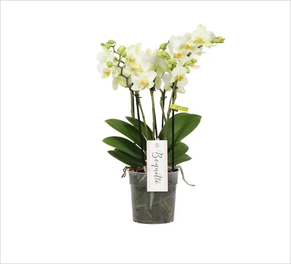 Exquisite Sensation orchid from Opti-flor's Boquetto collection, featuring multiple elegant stems adorned with pristine white blooms and delicate yellow centers. This stunning plant showcases a perfect balance of grace and vitality, with lush green leaves and cascading flowers creating a natural bouquet of timeless beauty.
