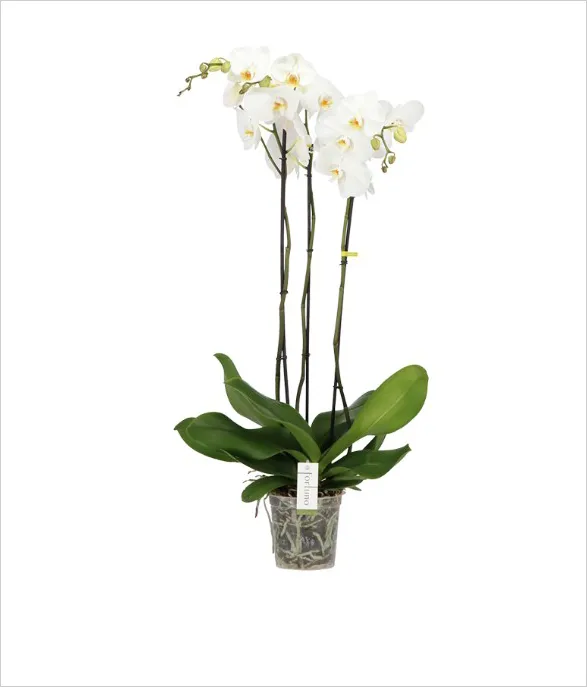 Majestic Alto orchid from Opti-flor's Fortuno collection, featuring tall, graceful stems crowned with pristine white blossoms. This stunning plant embodies elegance and strength, its elongated silhouette and vibrant green leaves creating a harmonious balance. The delicate flowers, touched with soft yellow centers, reach skyward in a natural display of beauty and fortune.