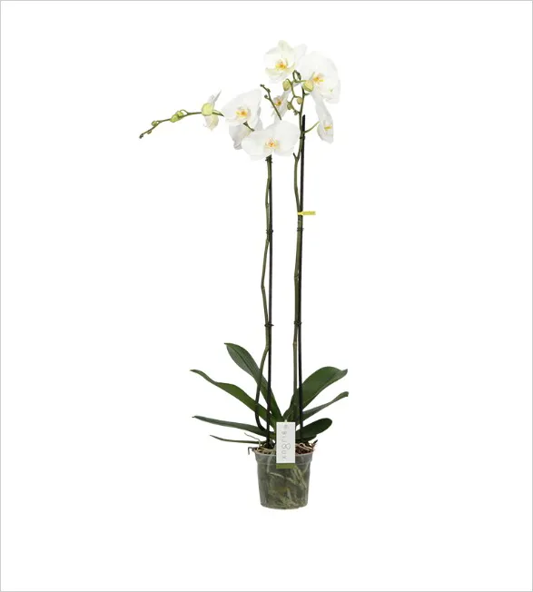 Exquisite Diamond orchid from Opti-flor's Bijoux collection. Two graceful stems adorned with pristine white blooms, their petals delicately unfurled. Lush green leaves frame the base, while translucent roots peek through a clear pot, embodying natural elegance.