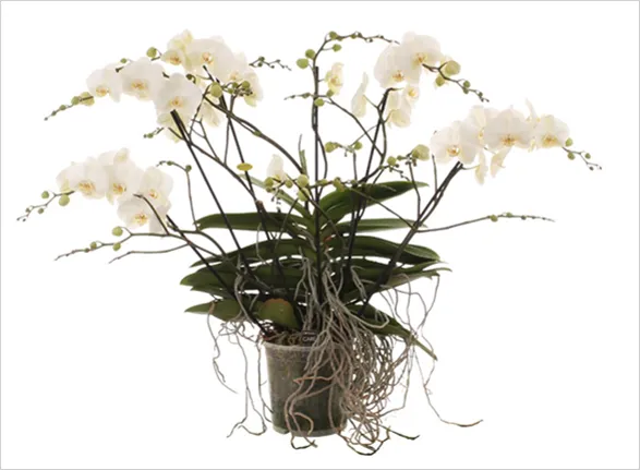 Exquisite Soul orchid from Opti-flor's Theatro collection, featuring graceful stems adorned with delicate white blooms. This stunning plant showcases cascading aerial roots and lush green leaves, embodying natural elegance and sophisticated beauty.