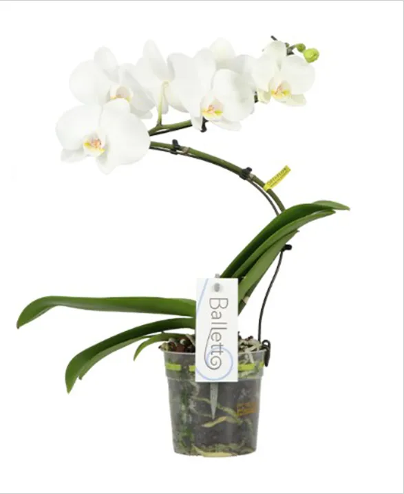 Graceful Wing orchid from Opti-flor's Balletto collection, featuring a curved stem adorned with pristine white blooms. This exquisite plant showcases elegant, arching flowers above vibrant green leaves, embodying the poise and beauty of a ballet dancer in motion.
