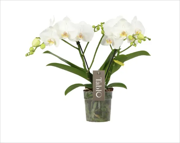 Elegant Champagne orchid from Opti-flor's Tablo collection. Multiple graceful stems adorned with pristine white blooms, their petals delicately unfurled to reveal soft yellow centers. Vibrant green buds promise future blossoms. Lush, broad leaves provide a striking foundation. The transparent pot showcases the intricate root system, embodying both the orchid's vitality and the artistry of nature. A true masterpiece of refined floriculture.