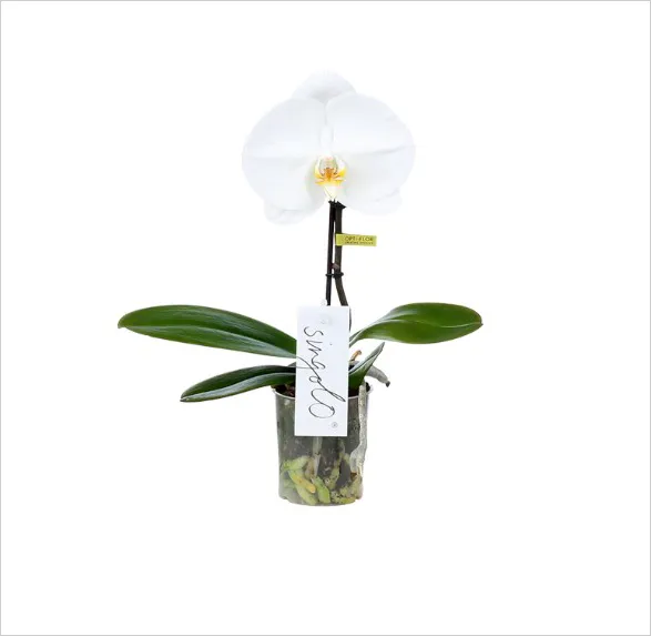 Elegant Phalaenopsis orchid from Opti-flor's Singolo Hello 'With Love' collection. A single pristine white bloom with a vibrant yellow center crowns a slender dark stem. Lush green leaves and visible roots add natural beauty to the clear container, adorned with a chic 'Singolo' label, embodying grace and simplicity.