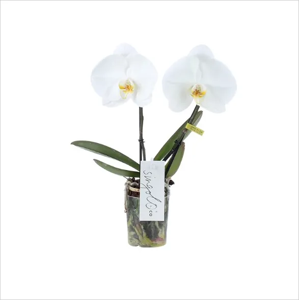 Tosha - Exquisite white Phalaenopsis orchid from Opti-flor's Singolo 