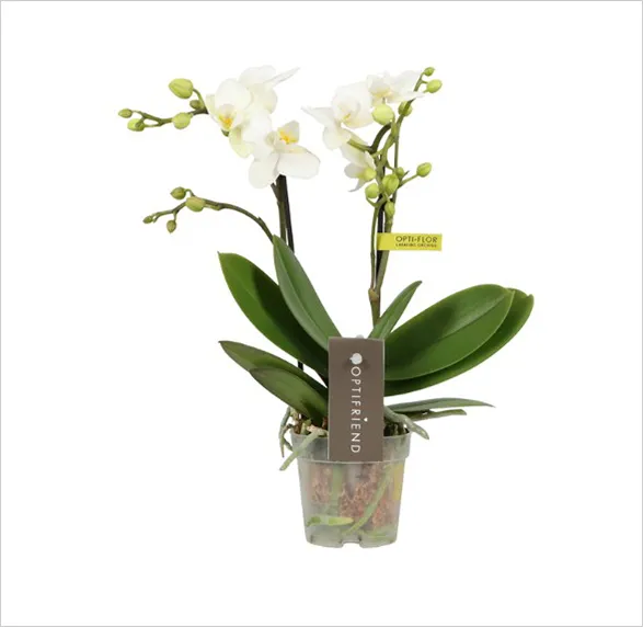 Exquisite Sandra orchid from Opti-flor's Optifriend collection. Graceful stems showcase pristine white blooms with subtle yellow centers, accompanied by promising buds. Lush, deep green leaves provide a striking contrast. The transparent pot reveals an intricate root system, symbolizing the plant's vitality. A harmonious blend of elegance and natural beauty, this orchid embodies the essence of refined floristry.