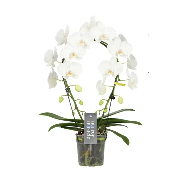 Stunning Aurora orchid from Opti-flor's Miroir Miracle collection. Two gracefully arching stems create a heart shape, adorned with a profusion of pristine white blooms. Each flower boasts delicate petals and a subtle golden center, evoking celestial beauty. Lush green leaves and buds frame the base, while a transparent pot reveals the intricate root system, embodying natural elegance and vitality.