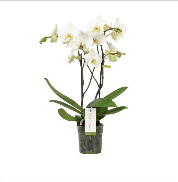 Exquisite orchid from Opti-flor's Maistro collection. Multiple graceful stems adorned with pristine white blooms, their petals unfurling like delicate butterflies. Soft yellow centers add a touch of warmth to each flower. Lush green leaves frame the base, while a clear pot reveals the intricate root system, embodying nature's sophisticated artistry.