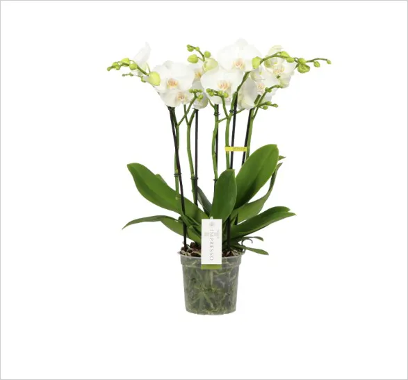 Enchanting Mathilde orchid from Opti-flor's Impresso collection. Multiple slender stems bear delicate white blossoms with subtle yellow centers, creating an ethereal cascade. Vibrant green leaves provide a lush foundation, while the transparent pot reveals intricate root systems, embodying natural artistry and grace.