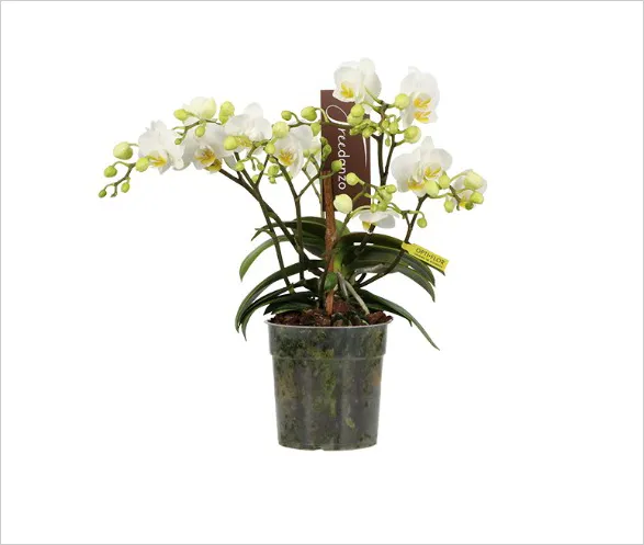 Enchanting Dove orchid from Opti-flor's Freedanzo collection, displaying multiple graceful stems adorned with delicate white blooms tinged with yellow. This exquisite plant embodies the free spirit of dance with its cascading flowers and lush green foliage, creating a harmonious botanical ballet in a single pot.