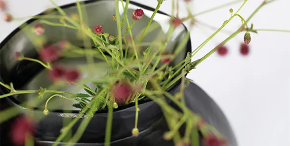 Striking Guaxs glass vase in deep obsidian, exemplifying the brand's mastery of form and contrast. The vase's bold, geometric silhouette provides a dramatic backdrop for delicate stems and vibrant red buds, showcasing Guaxs' commitment to creating vessels that elevate botanical arrangements. A testament to the brand's fusion of timeless design and expert glassblowing craftsmanship.