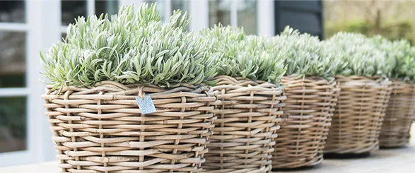 Elegant handmade baskets from Van der Leeden, a distinguished Dutch brand with over 100 years of expertise in crafting natural products. The image showcases beautifully woven baskets filled with lush greenery, reflecting the brand's commitment to quality and environmental care. Van der Leeden's dedication to creating top-quality baskets, furniture, and decorations with a focus on sustainability has made them a trusted name in markets around the world.