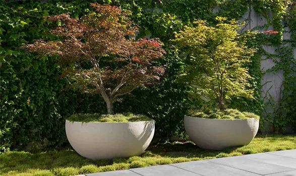 Elegant garden showcase featuring Atelier Vierkant's monumental planters. Two large, bowl-shaped clay vessels in a serene off-white hue anchor the landscape, exemplifying the Belgian brand's mastery of form and scale. Each pot cradles a stunning specimen from Atelier L.ily: a graceful Japanese maple with delicate red foliage, and a vibrant golden-leaved tree, creating a harmonious blend of artisanal craftsmanship and nature's beauty.