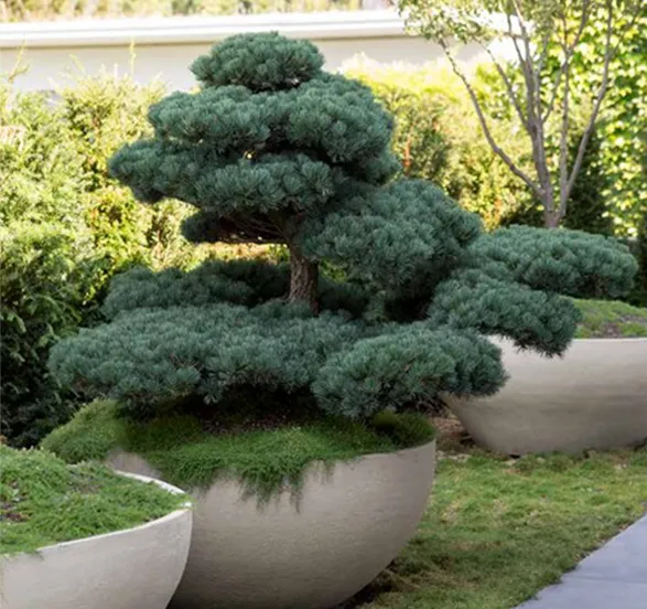 An exquisite garden feature showcasing a masterfully sculpted conifer in a sleek Atelier Vierkant planter. The tree's dense, tiered foliage creates a captivating silhouette against the backdrop of lush greenery. The Belgian-crafted planter, with its minimalist design and smooth curves, perfectly complements the organic form of the tree. This harmonious blend of nature and artisanal craftsmanship exemplifies Atelier Vierkant's commitment to elevating outdoor spaces with their contemporary ceramic creations.