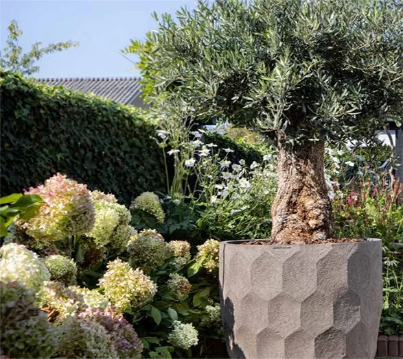 A stunning garden scene featuring an Atelier Vierkant planter, showcasing Belgian craftsmanship. The large, sculptural pot with a hexagonal relief pattern in soft grey clay provides a striking contrast to its surroundings. It proudly hosts a gnarled olive tree, a classic Mediterranean plant from our Italian distributor. Lush hydrangeas and greenery complete this elegant outdoor composition, blending contemporary design with natural beauty.